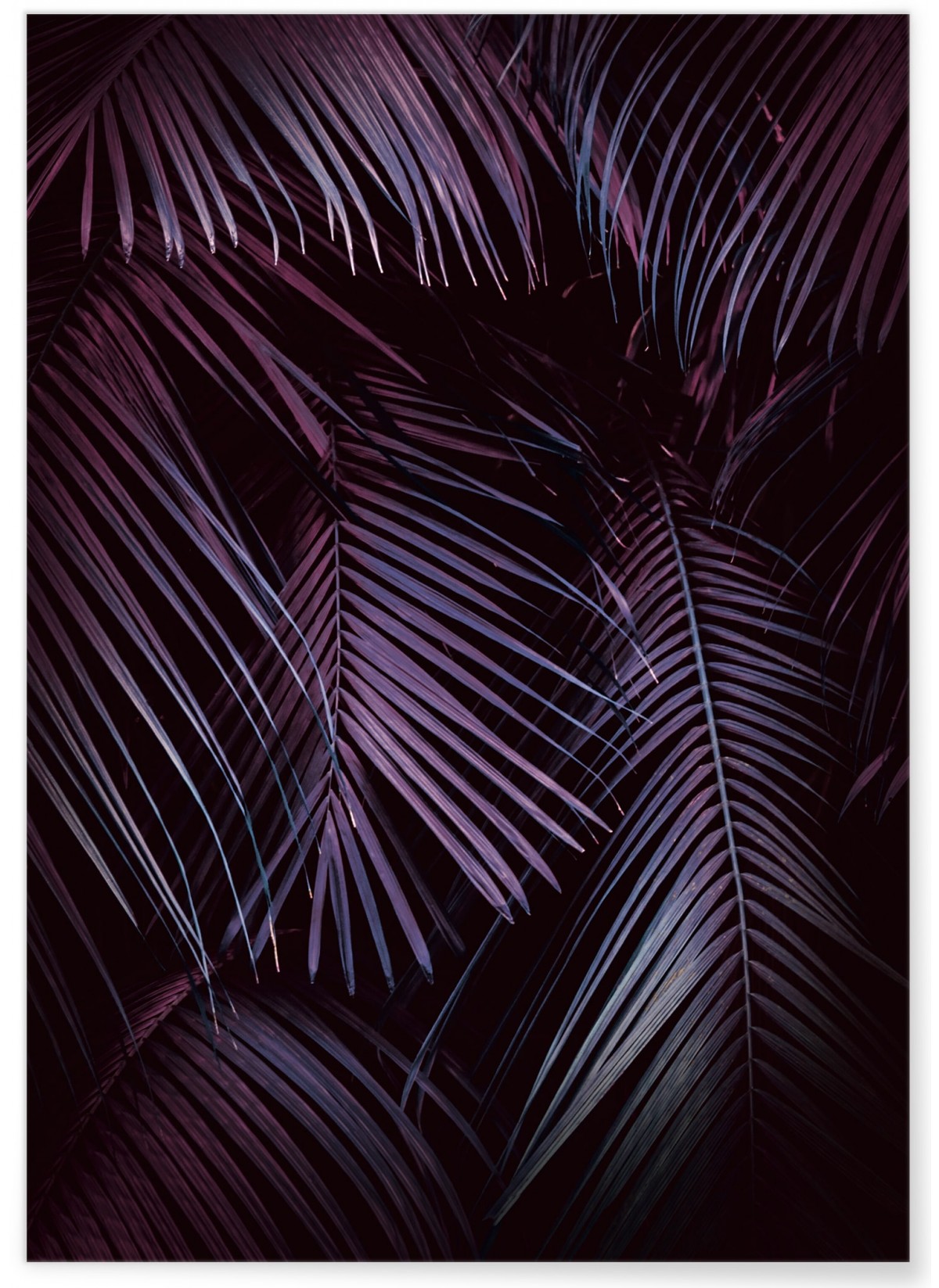 Poster Feuilles de palmier tropical sombre, L'AFFICHERIE