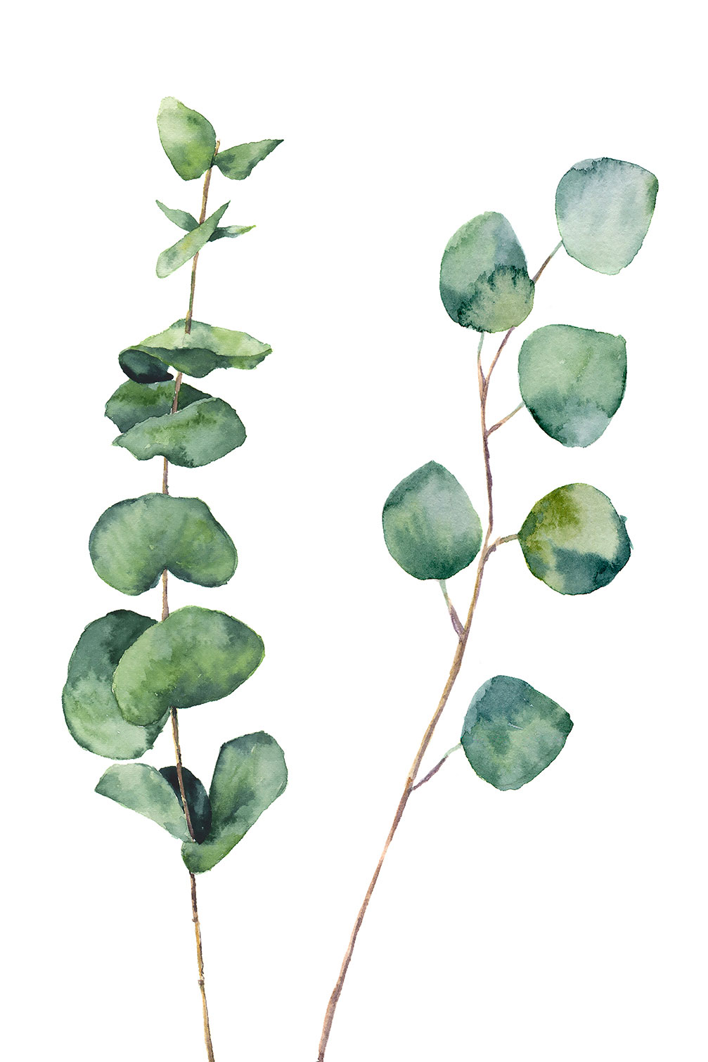 Tableau nature aquarelle feuilled' eucalyptus, HEXOA