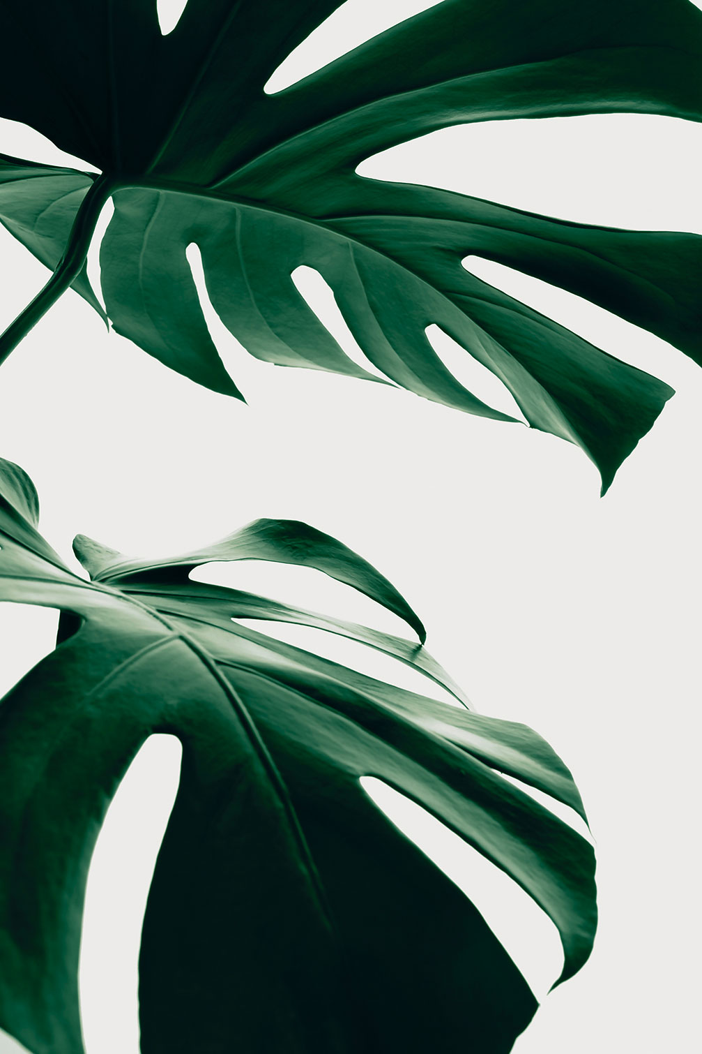Tableau monstera due, HEXOA