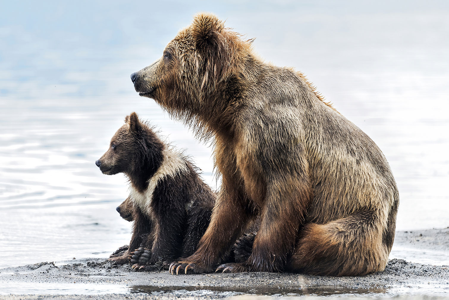 Tableau animaux profile Family, HEXOA