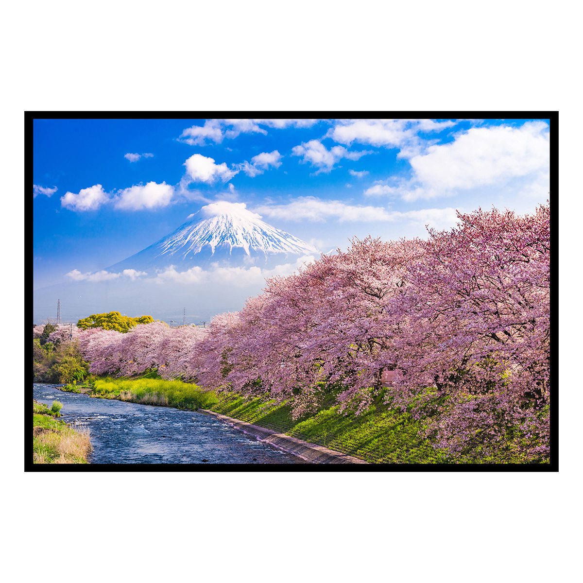 Affiche encadrée mont Fuji et cerisiers en fleurs, HEXOA