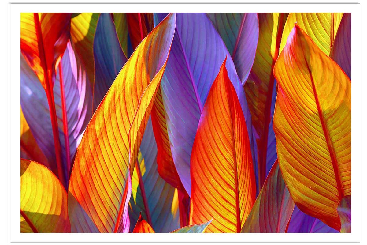 Affiche palm leaves yellow background, HEXOA