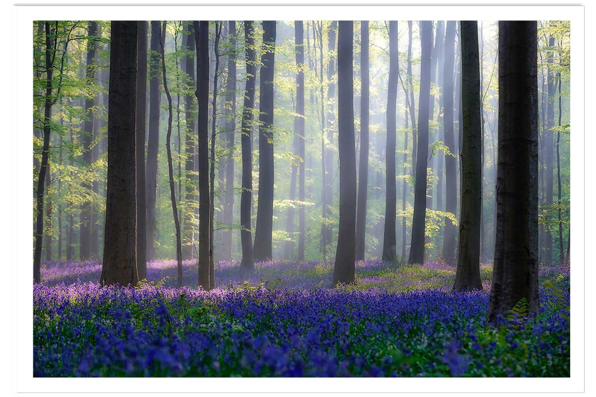 Affiche nature jacinthes et sous-bois, HEXOA