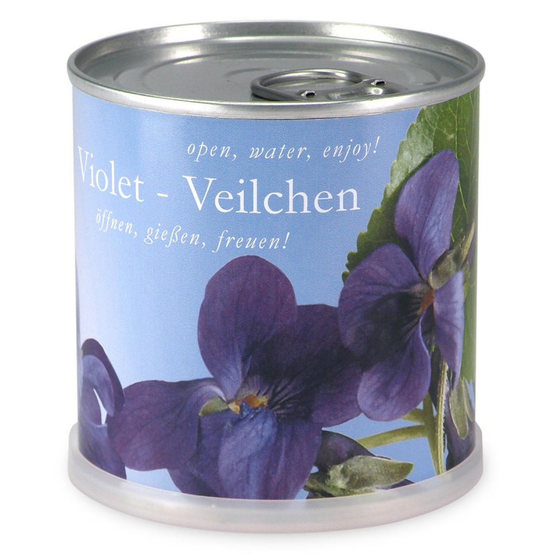 Violettes à faire pousser en boite, MAC FLOWERS