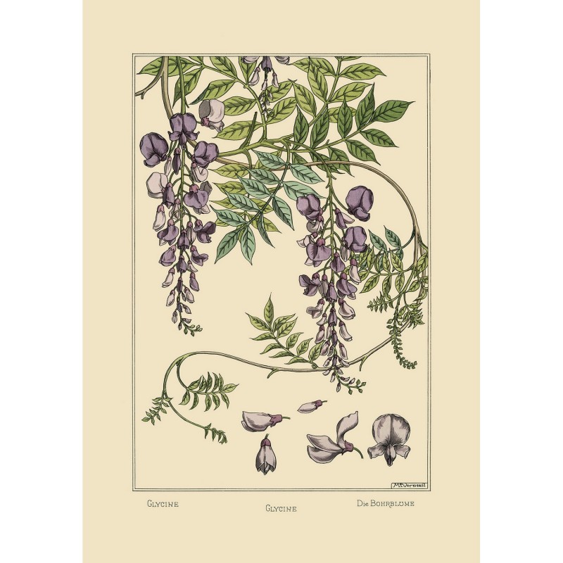 Affiche ancienne décorative glycine, THE DYBDAHL CO
