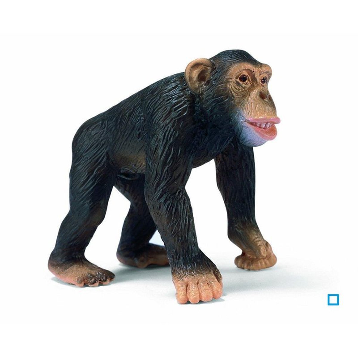 Chimpanzé Mâle - SCL14189