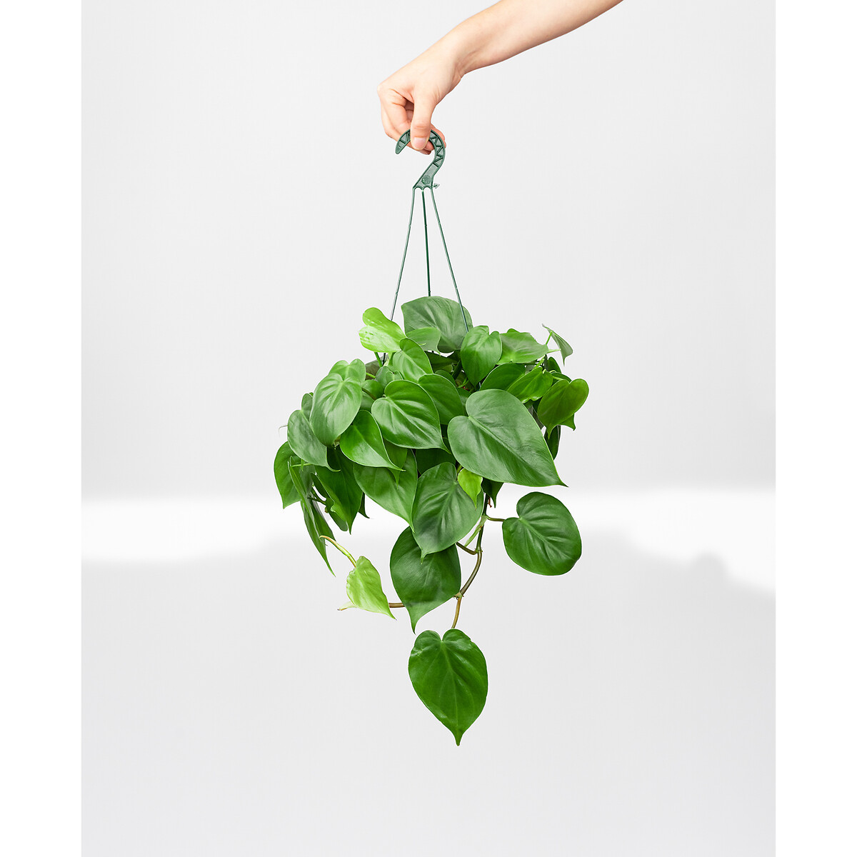 Planta Philodendron Scandens, da 