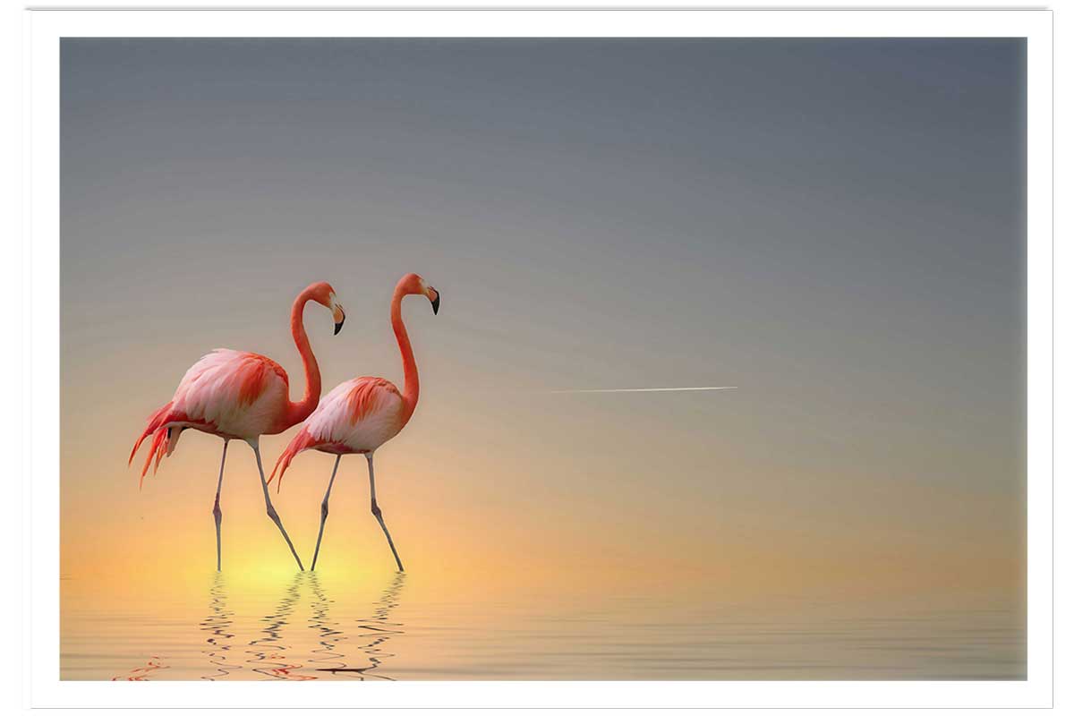 Affiche animaux flamands bleus, HEXOA