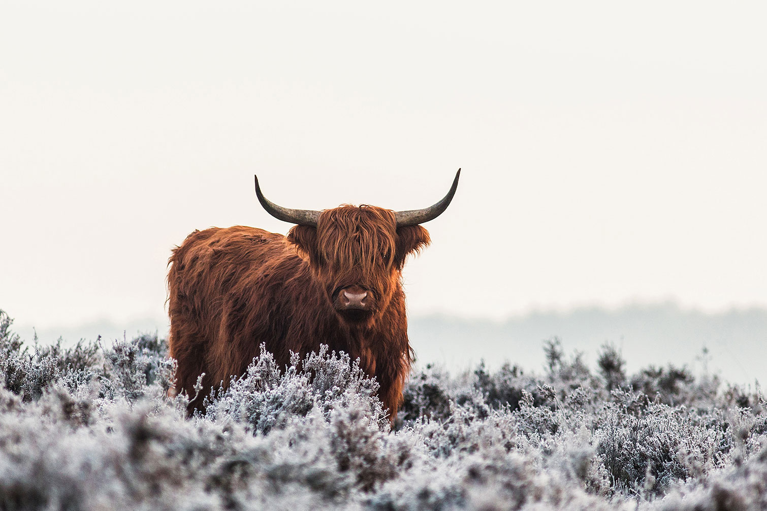 Tableau vache Highland, HEXOA