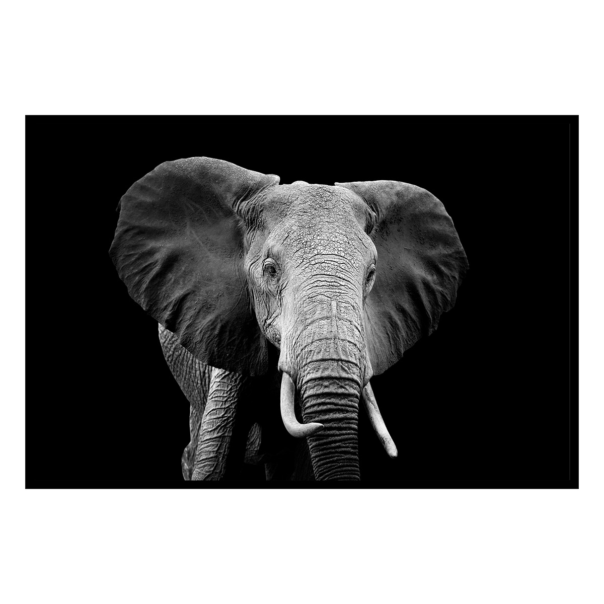 Affiche encadrée éléphant en noir et blanc, HEXOA