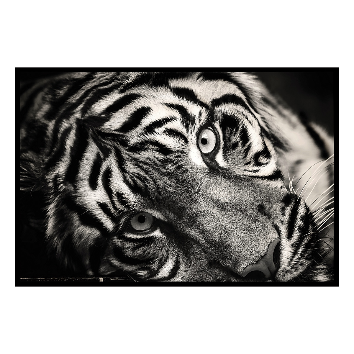 Affiche encadrée tigre noir et blanc, HEXOA