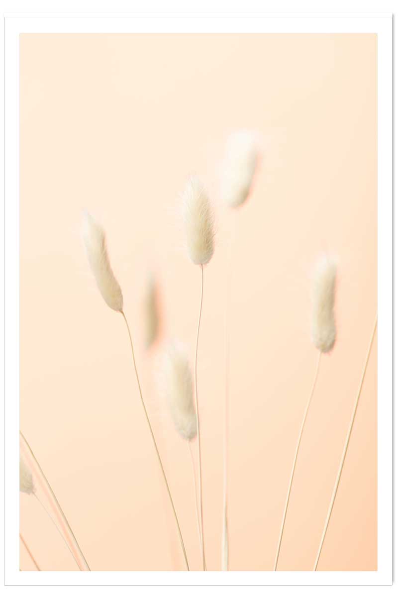 Affiche scandi pampa, HEXOA