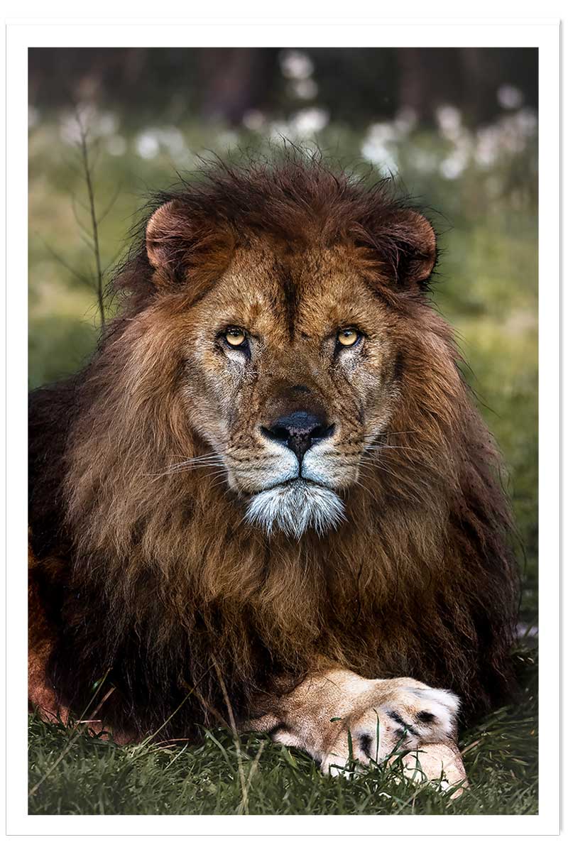 Affiche animaux pattes de lion, HEXOA