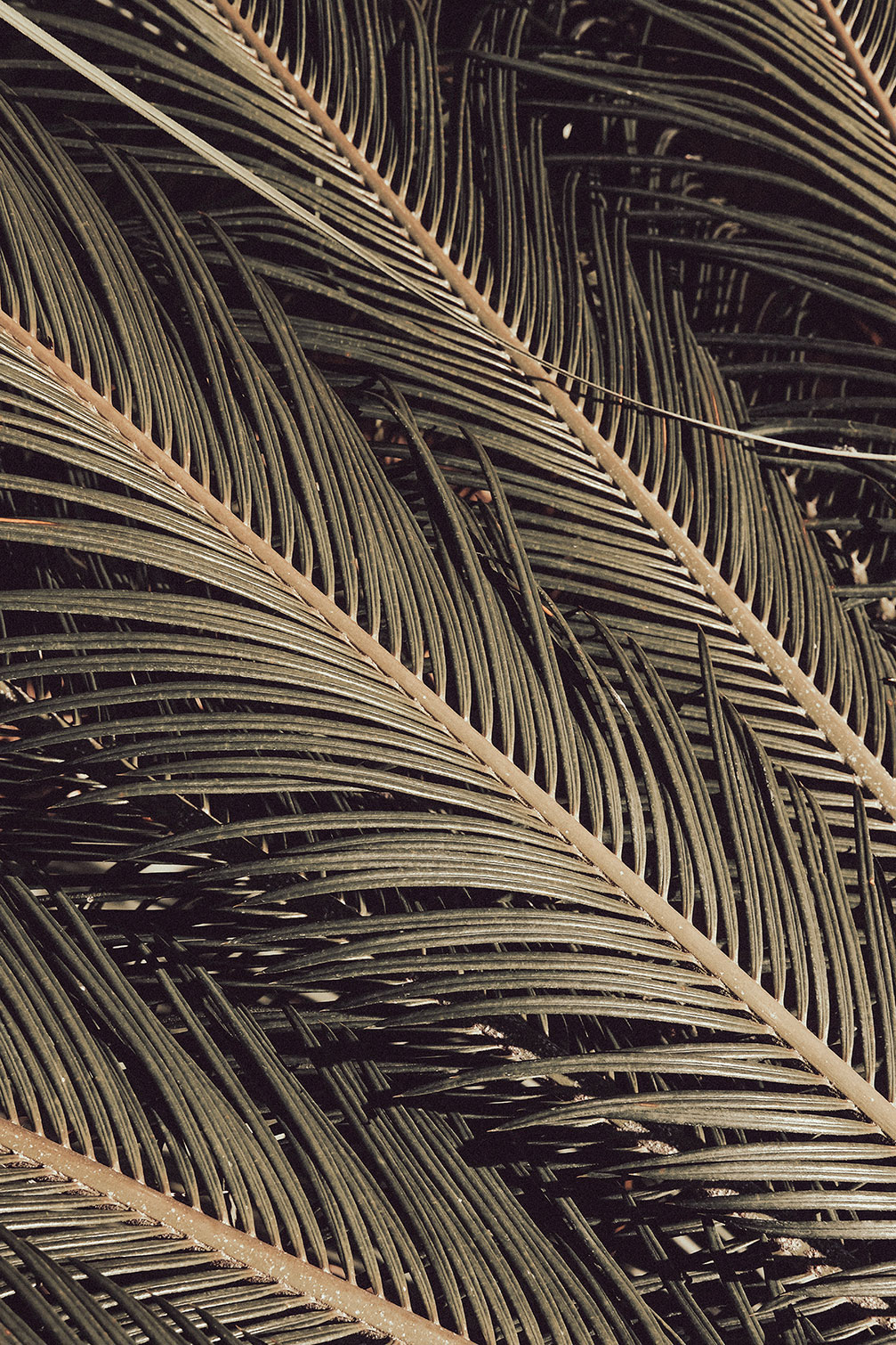 Tableau palm island, HEXOA