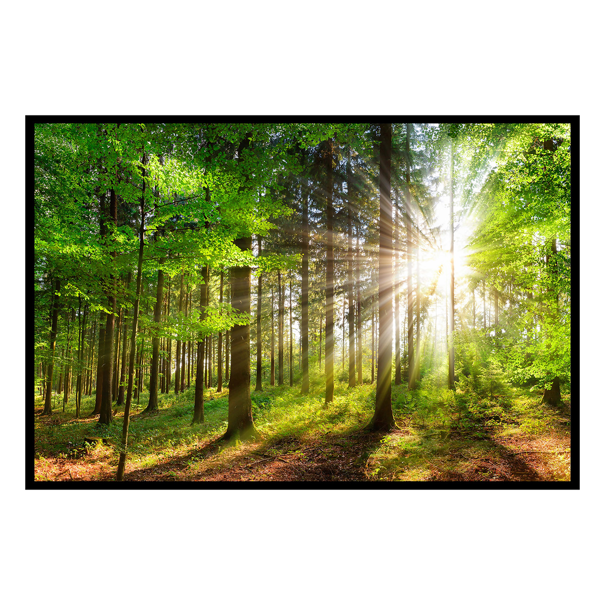 Affiche encadrée Forêt verte illuminée, HEXOA