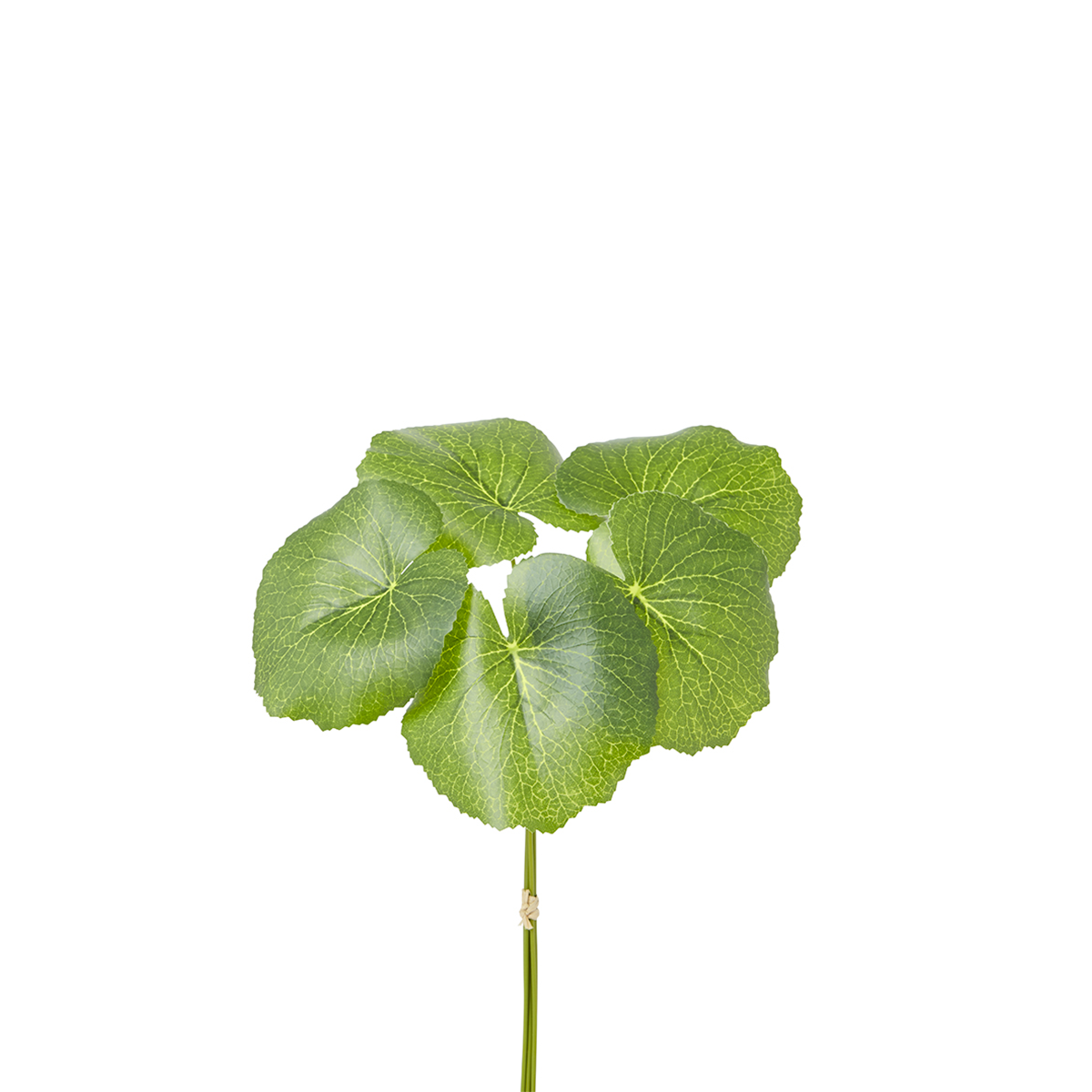 Feuille de galax artificielle H33, SIA DECO