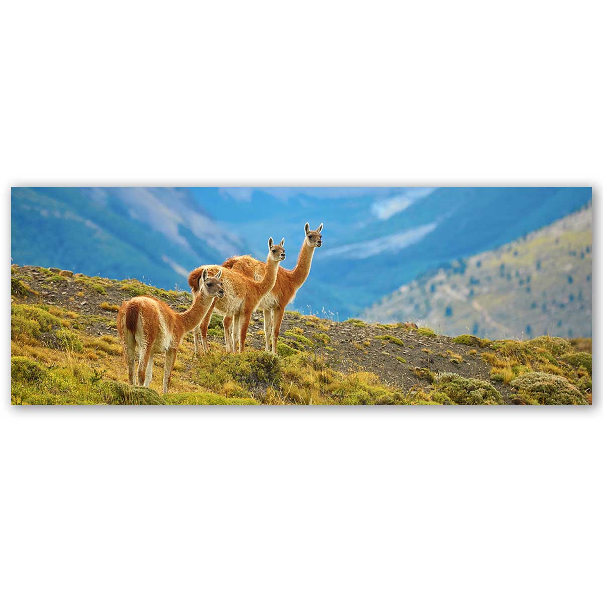 Tableau panoramique lamas andins paysage de montagne nature, HEXOA