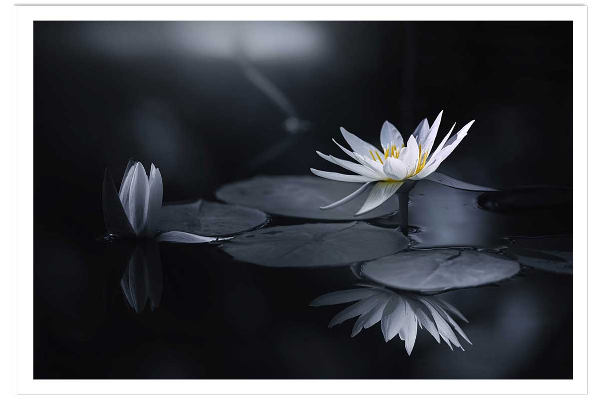 Affiche fleurs Alba nénuphar, HEXOA