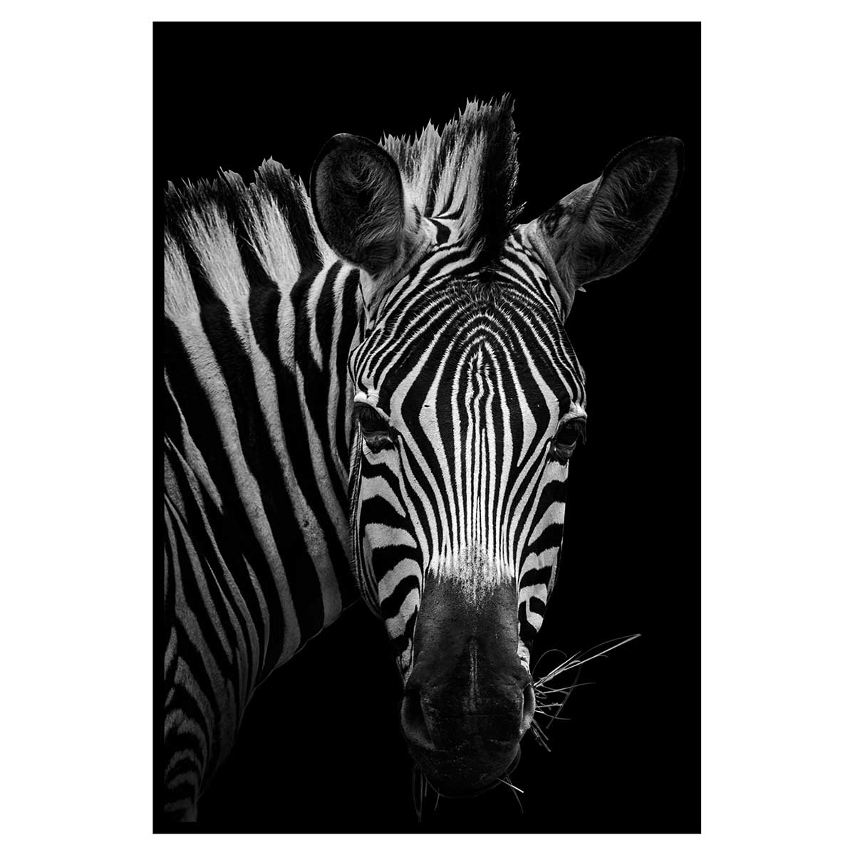 Affiche encadrée zèbre artistique en noir et blanc, HEXOA