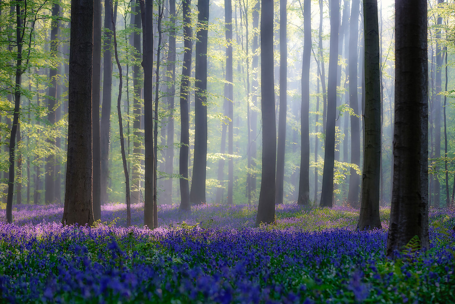 Tableau nature jacinthes et sous-bois, HEXOA
