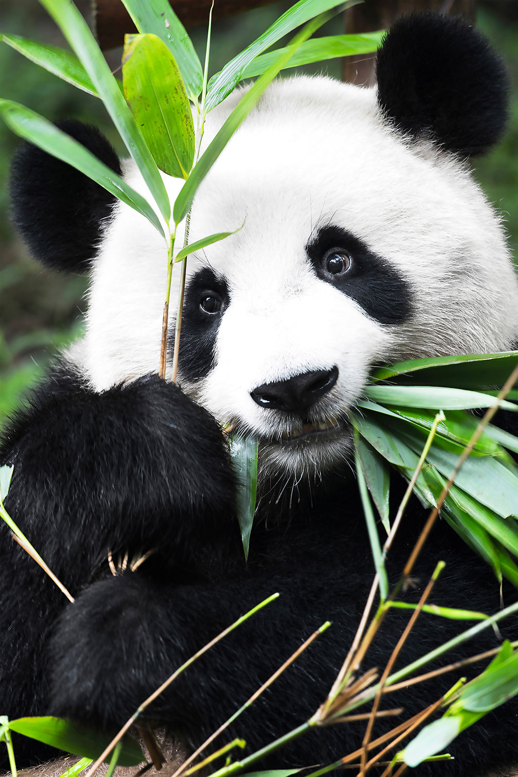 Tableau regard de panda, HEXOA