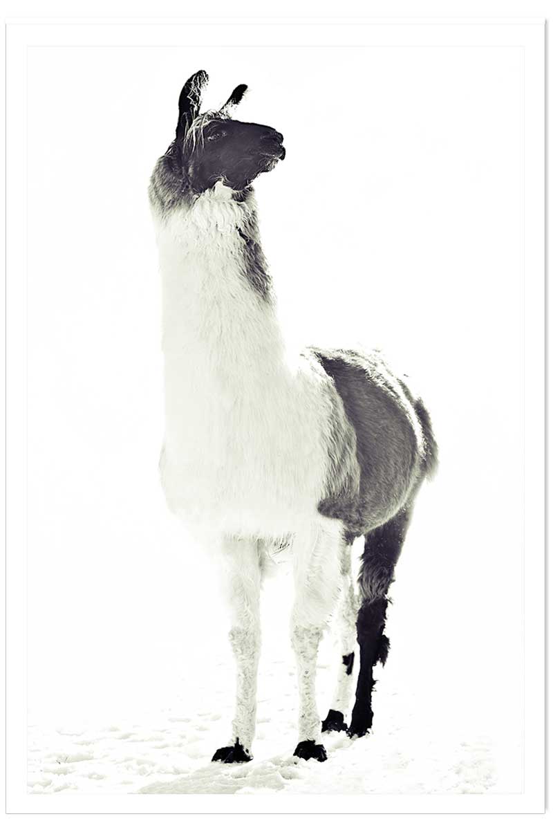 Affiche enfant noir et blanc, HEXOA