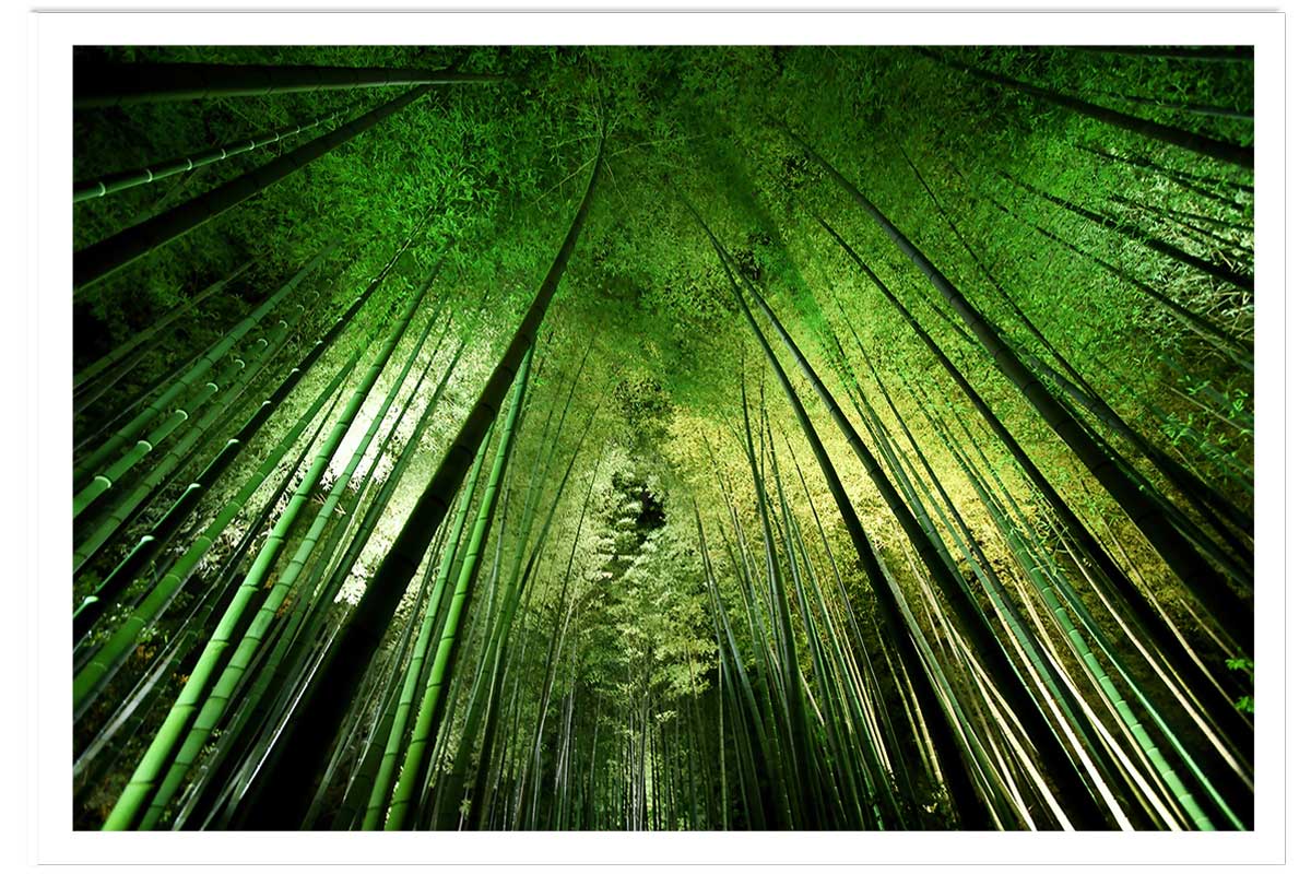 Affiche nature forêt de bambous à kyoto, HEXOA
