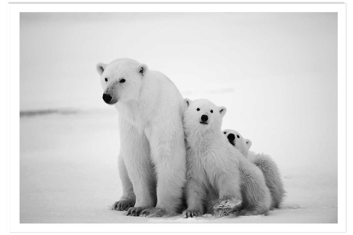 Affiche animaux family polar bear, HEXOA