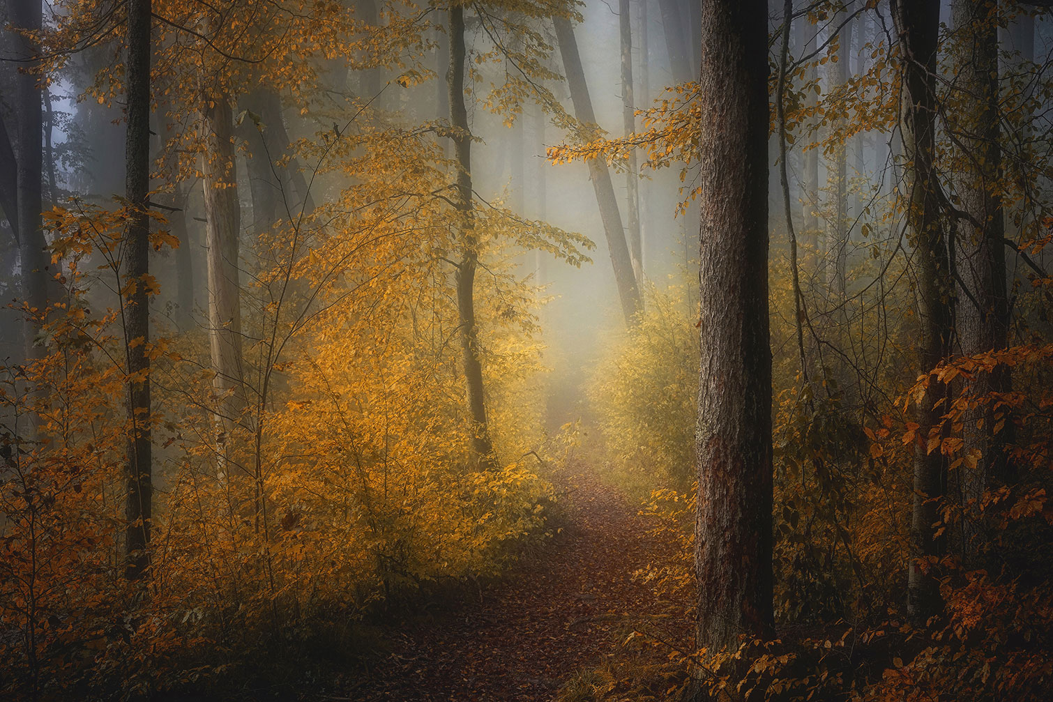 Tableau Automne rouge, HEXOA