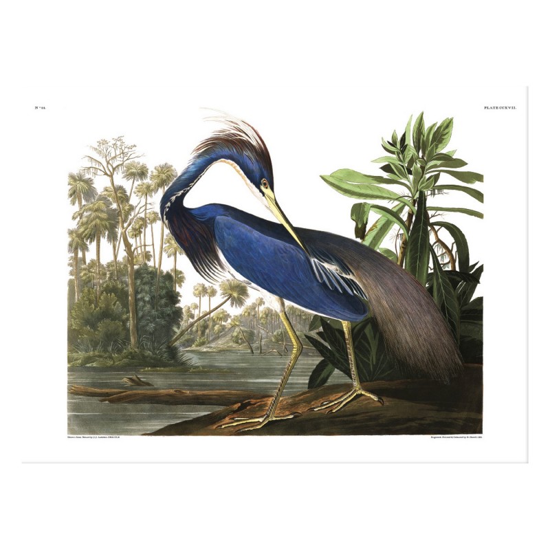 Affiche dessin oiseau Louisiana Heron, THE DYBDAHL CO