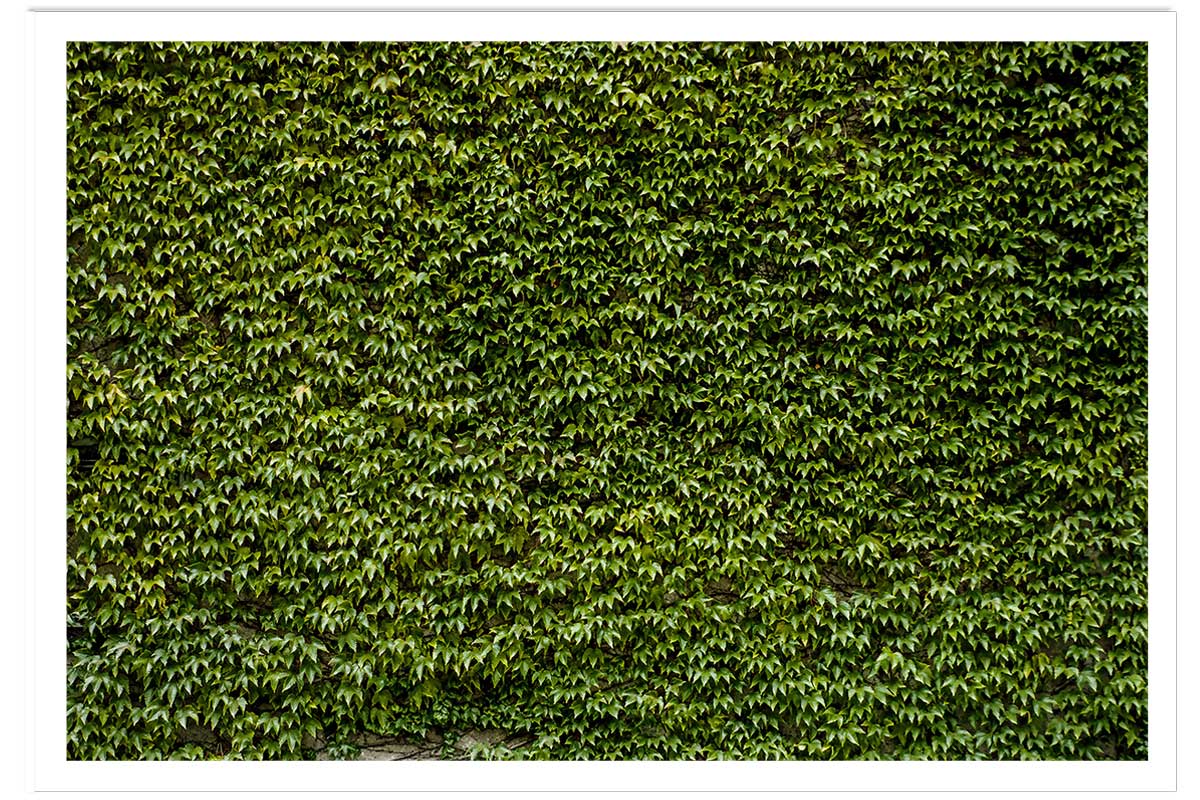 Affiche nature mur de lierres, HEXOA