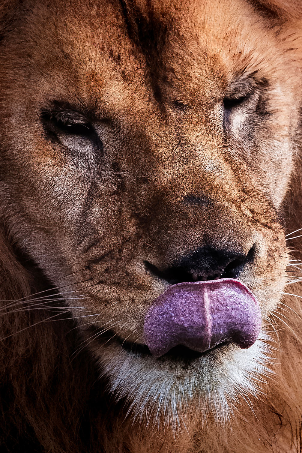Tableau animaux delice de lion, HEXOA