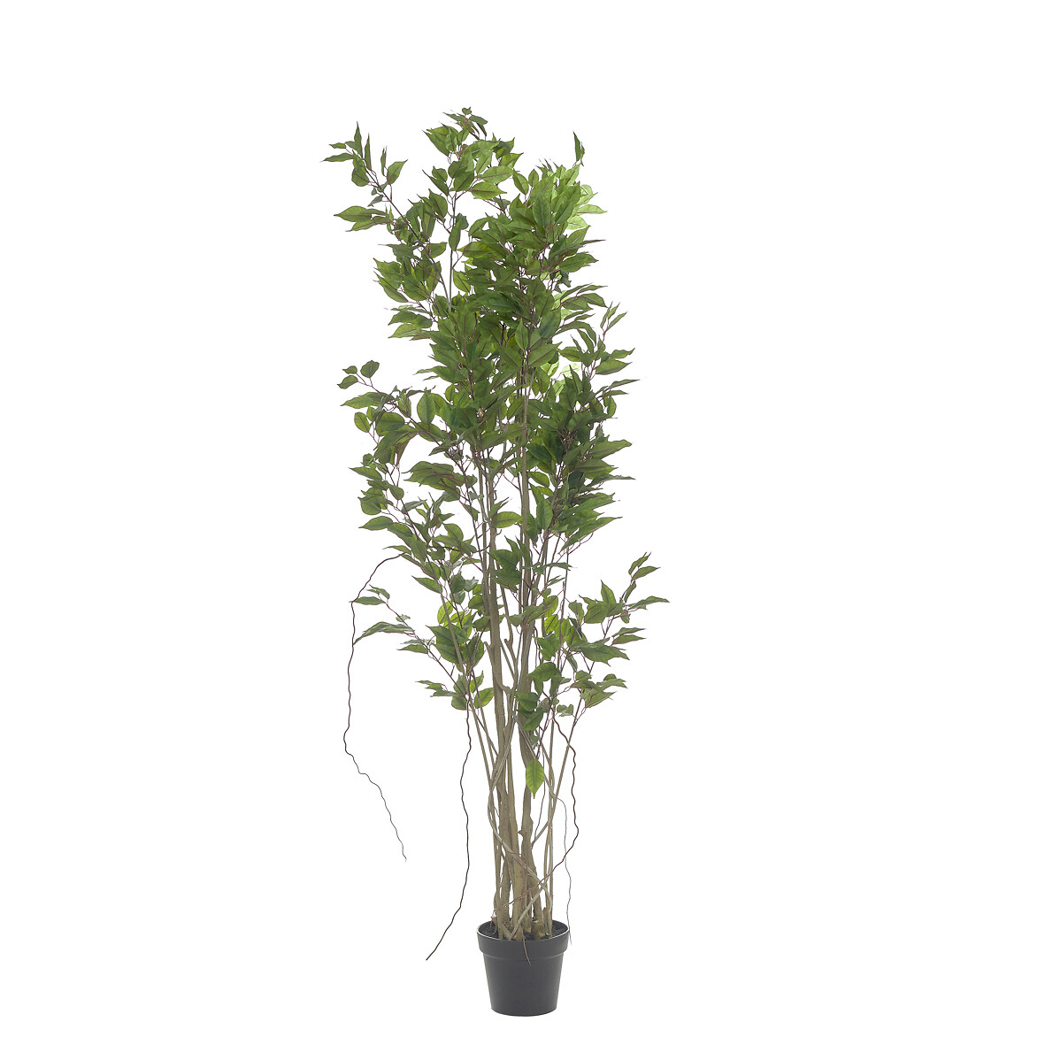 Planta artificial "Ficus" 190cm, BORGHESI, BORGHESI