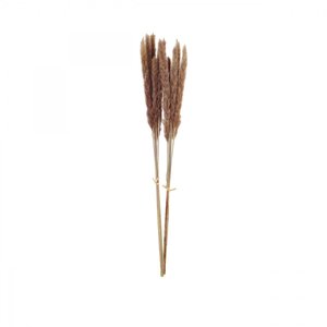 Plumeaux plante pampa brun 70cm lot de 12