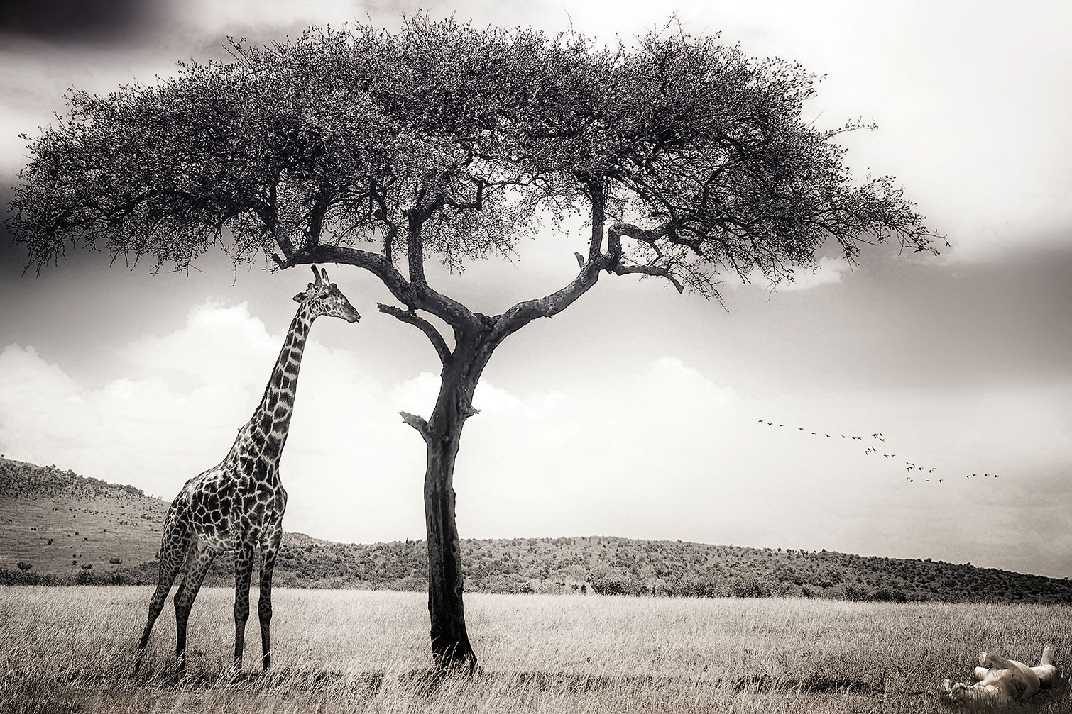Tableau animaux sous le soleil d' afrique, HEXOA
