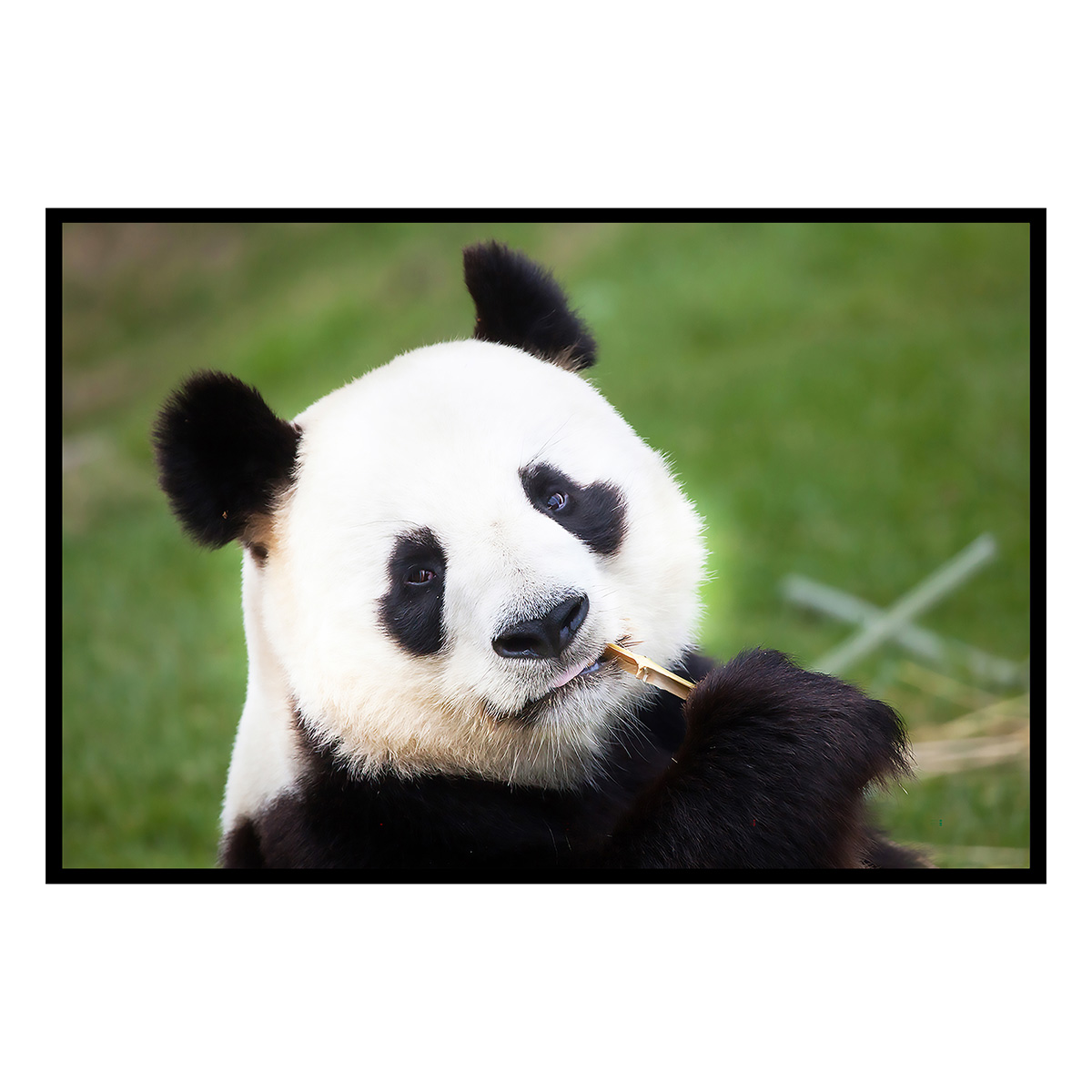Affiche encadrée panda géant mangeant du bambou, HEXOA
