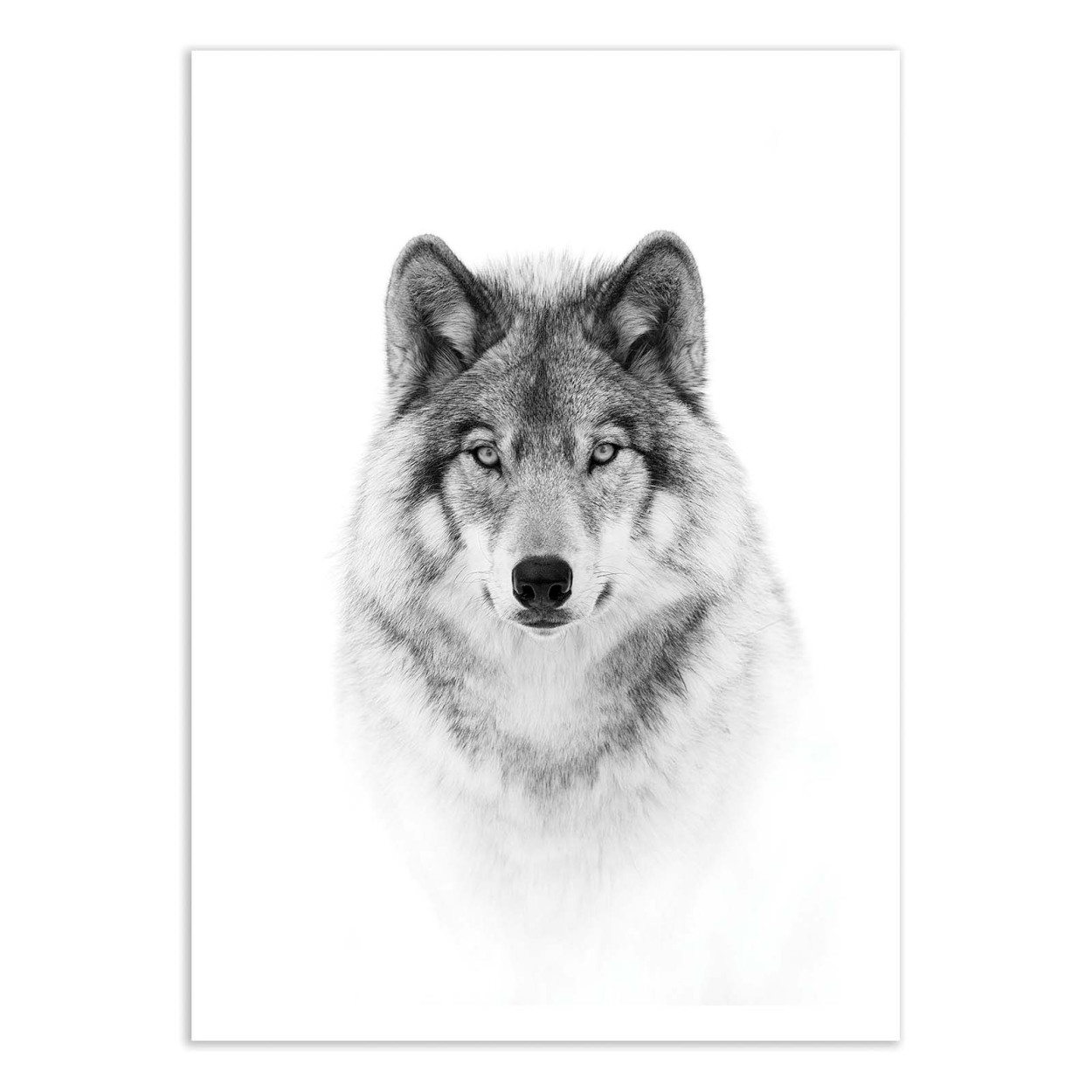 Affiche d'art - Portrait of a timber wolf - Jim Cumming, WALL EDITIONS