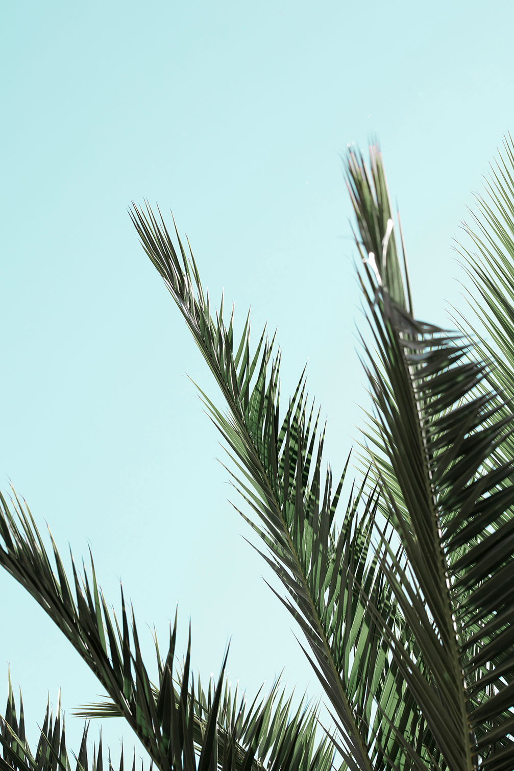 Tableau palme bleue, HEXOA