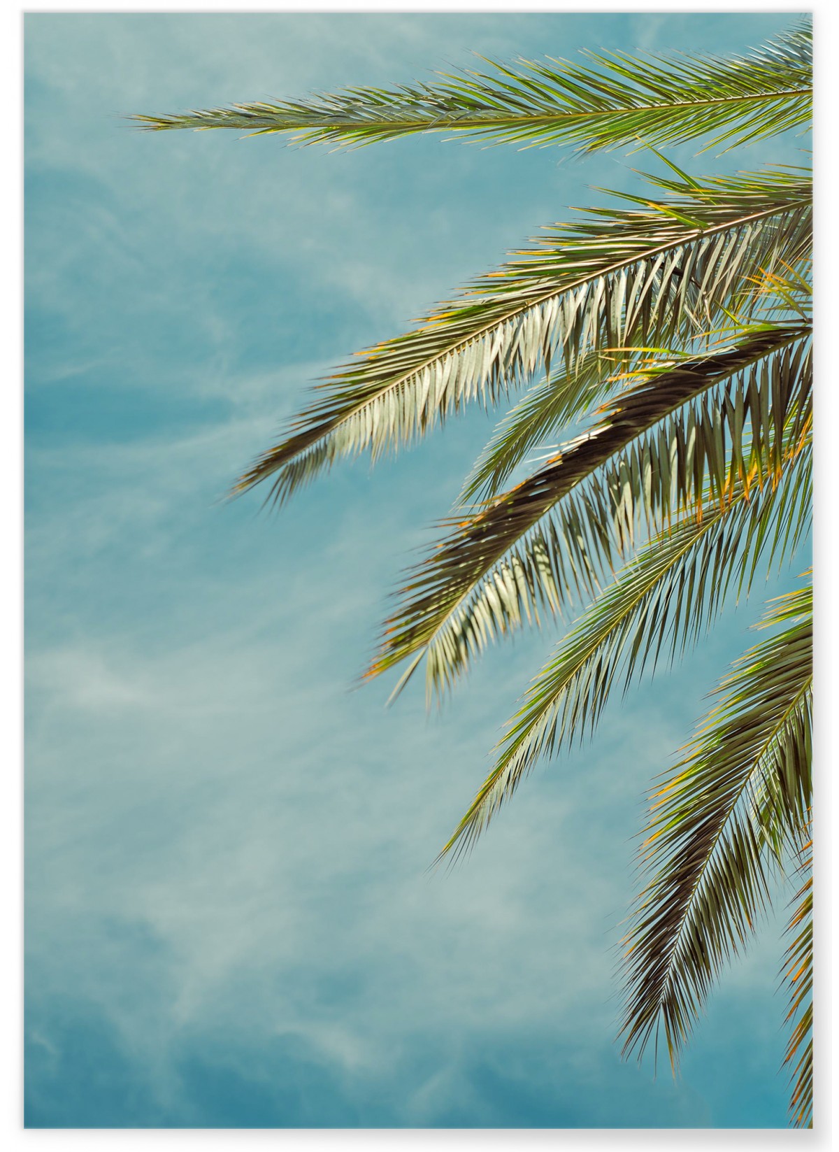 Poster Palm Trees 4, L'AFFICHERIE