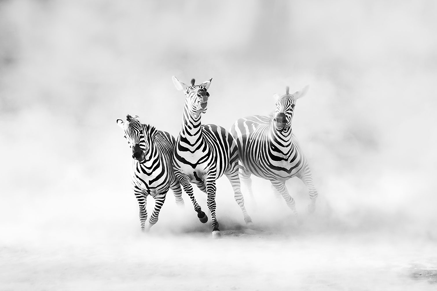 Tableau animaux racing stripes, HEXOA