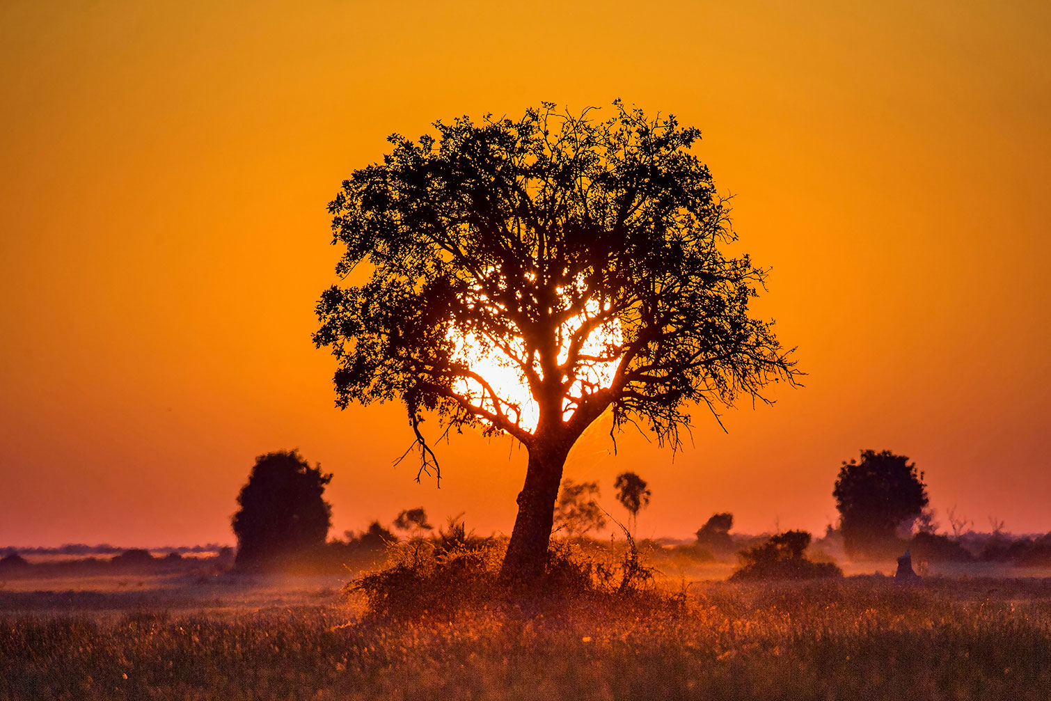 Tableau la savane, HEXOA