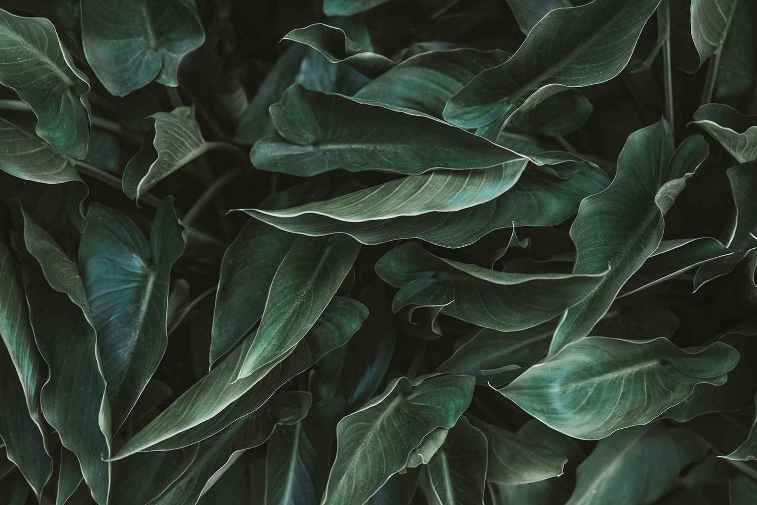 Tableau cactus green leaves, HEXOA