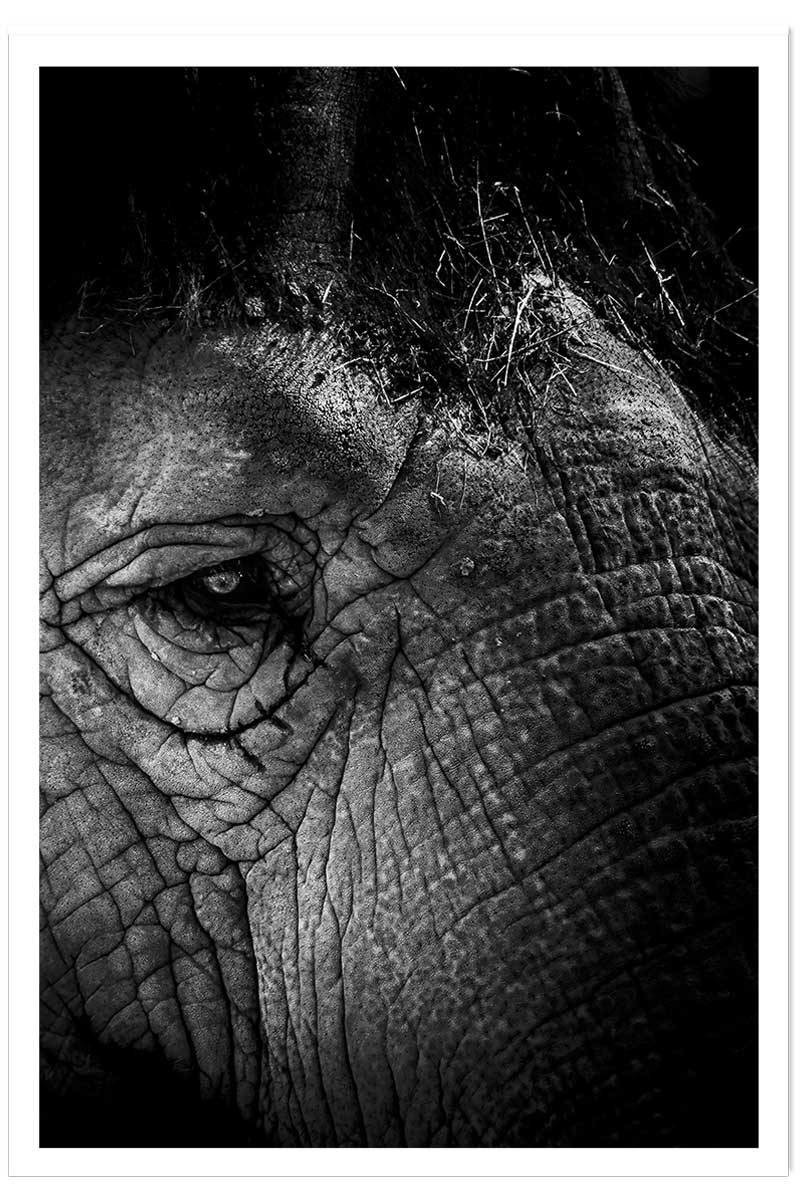 Affiche éléphant close up, HEXOA