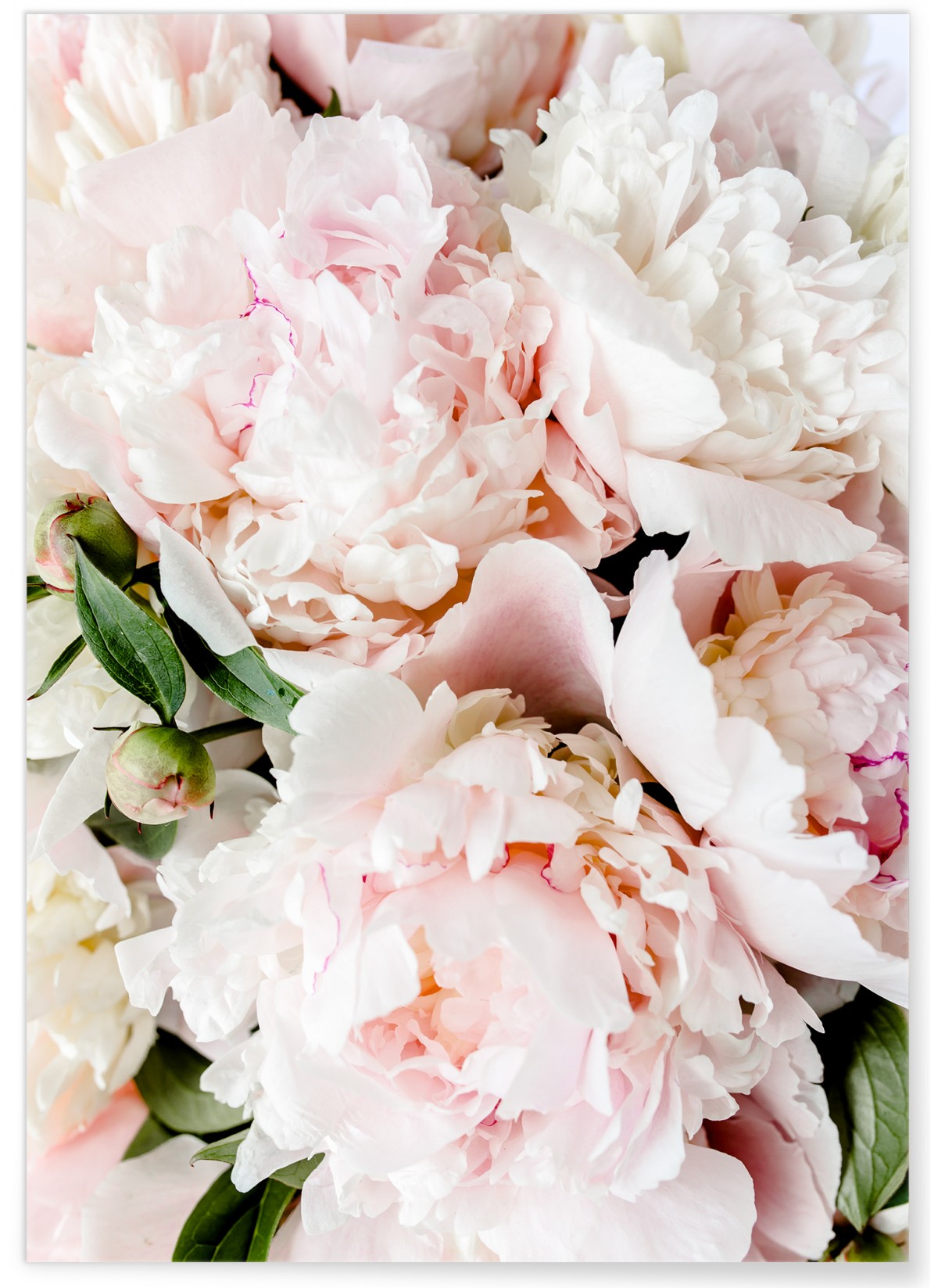 Poster Nature Pivoine Rose, L'AFFICHERIE