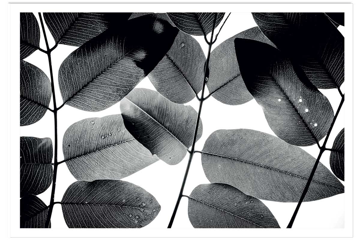 Affiche reproduction experiments with leaves i, HEXOA