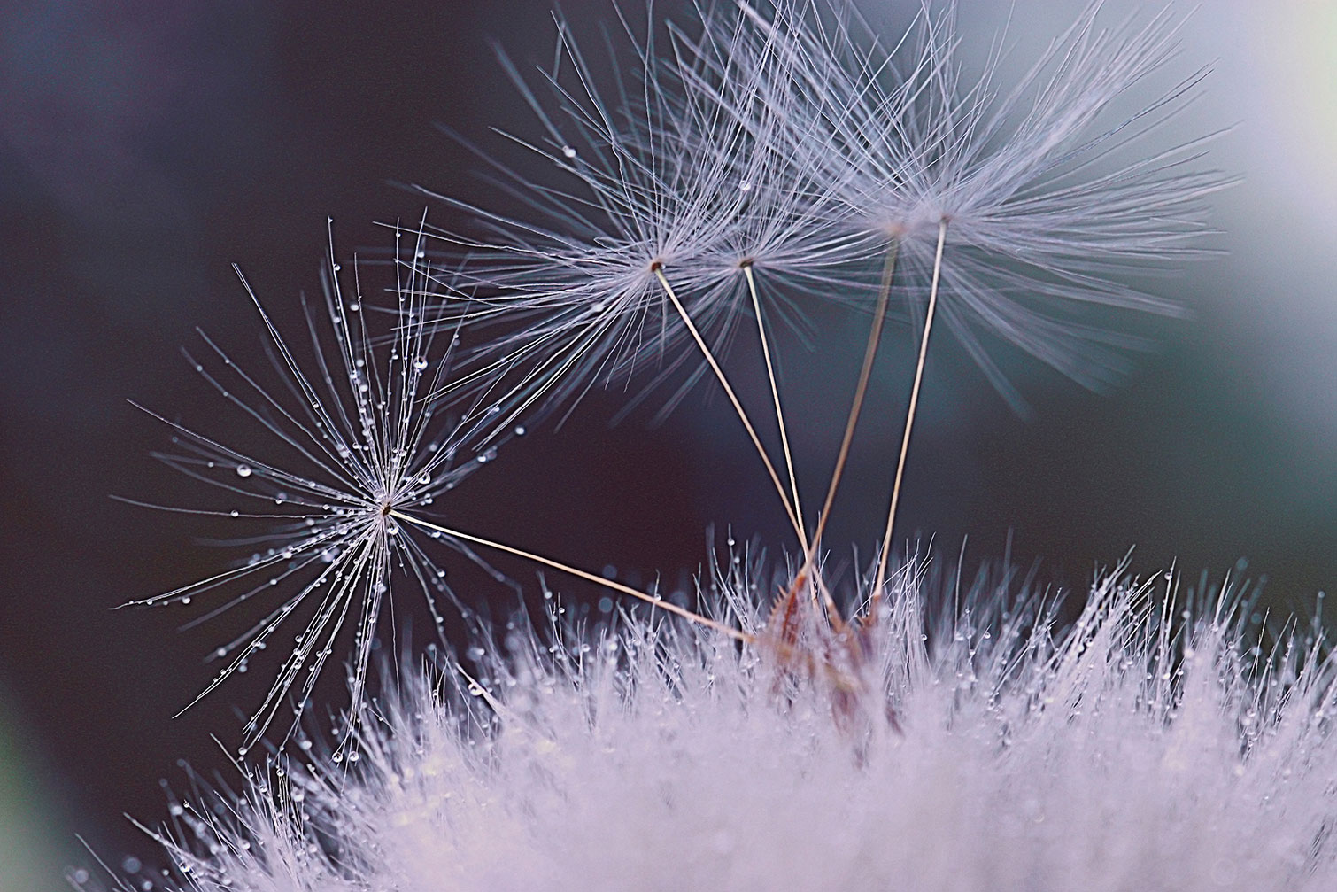 Tableau fleurs dandelion seeds, HEXOA