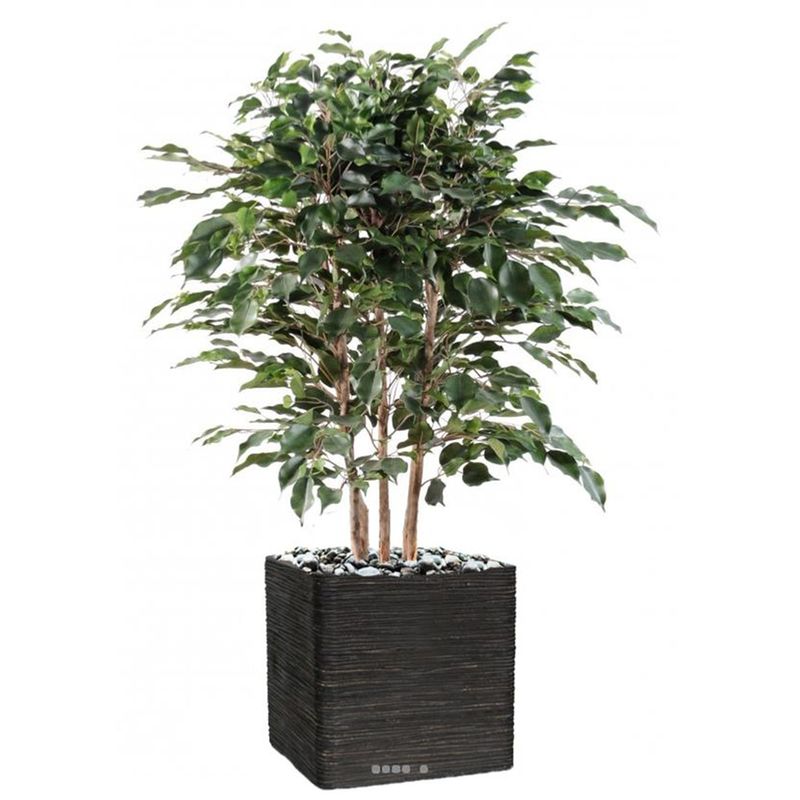 ficus exotica artificiel h110cm l85cm en buisson tronc naturel pot - dimhaut: h 110 cm couleur: vert