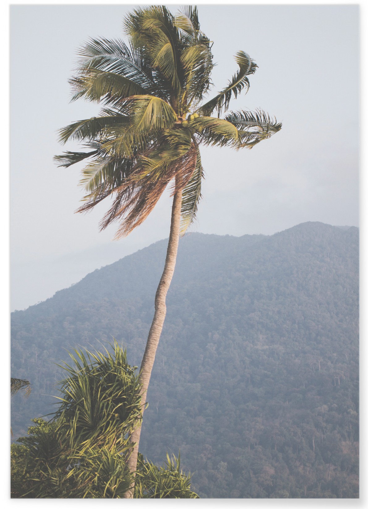Poster Nature Tropicale 5, L'AFFICHERIE