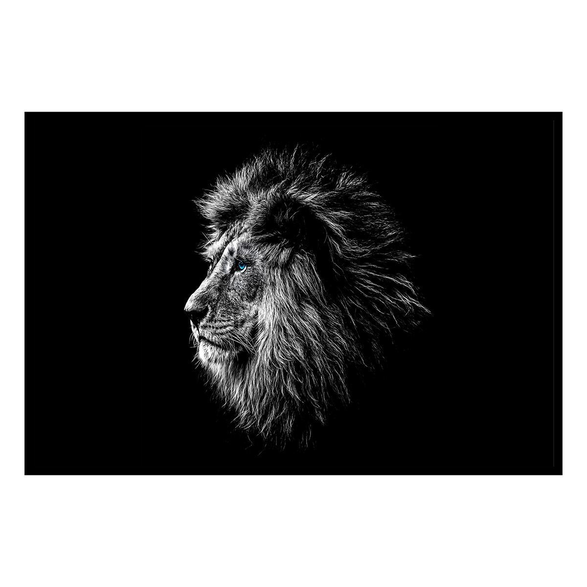 Affiche encadrée lion noir et blanc regard bleu, HEXOA