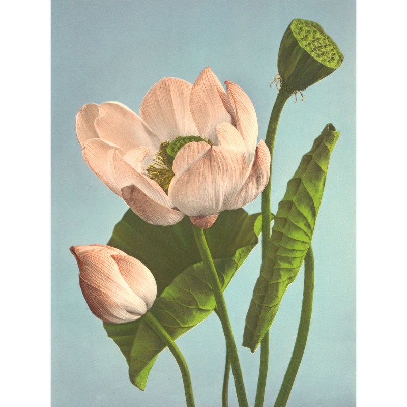 Photographie florale colorisée Triple Lotus, THE DYBDAHL CO